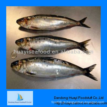 Peixe congelado para alimentação sardinha
